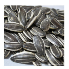 High quality Chinese black sunflower seeds 361 black sunflower seeds